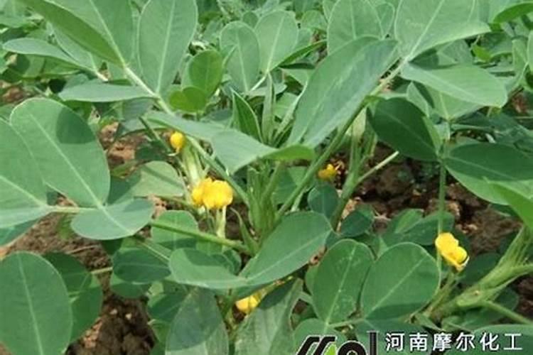 小麦扬花期打什么药增产扬花期倒伏了还有小麦吗