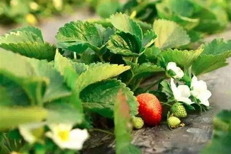 大棚油桃后期上肥用三十个钾行吗？