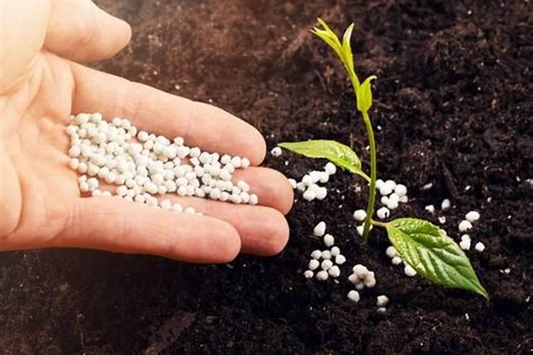 芒果控梢用什么药剂？