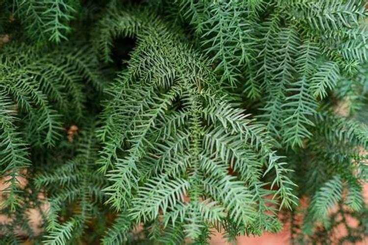 植物澳洲杉需要施什么肥料