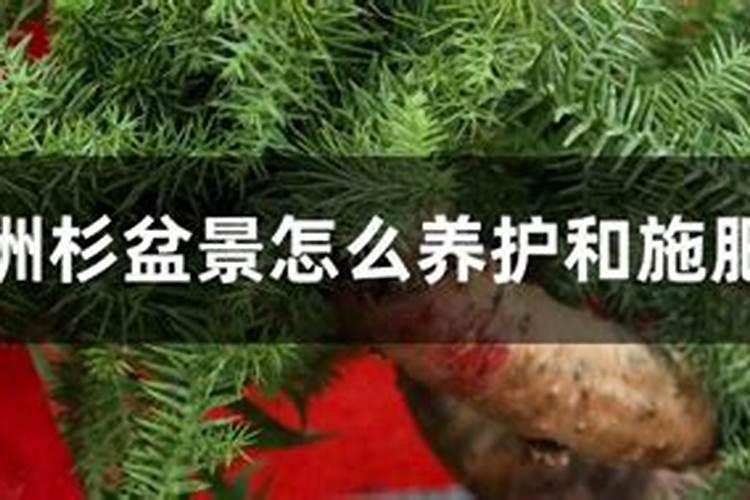 澳洲杉怎么施肥