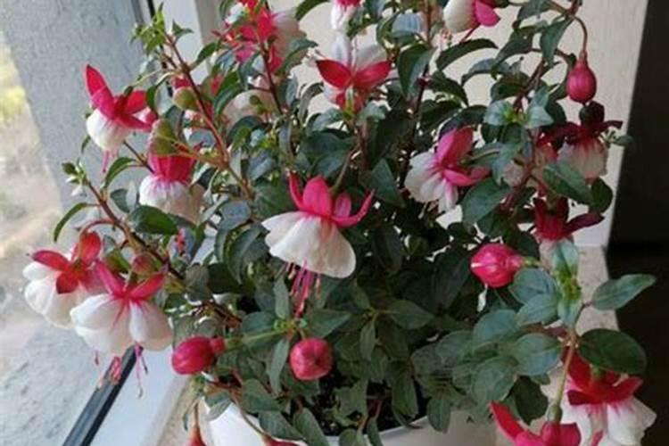 潍坊有哪些化肥厂