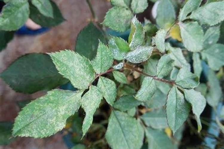 月季花白粉病怎样治疗