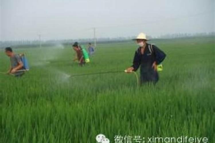 硫酸钾型复合肥171717的适合那些农作物使用？什么时候使用好？使用时...