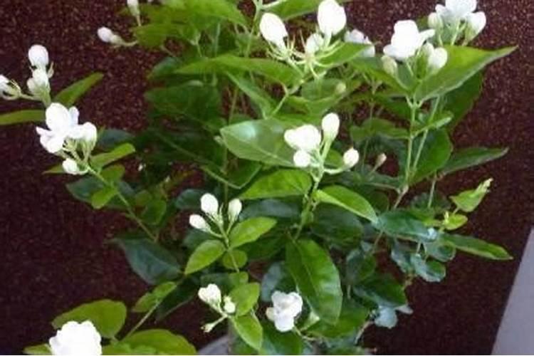 香水茉莉的养殖方法和注意事项