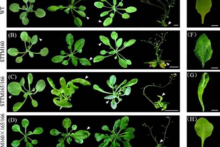 盆栽植物叶面施肥方法,控制浓度均匀喷洒