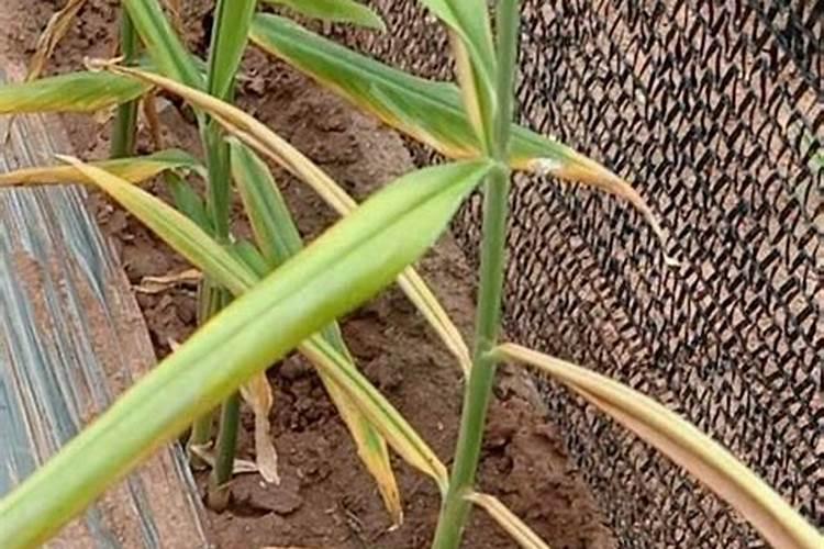 霜降前大姜应施什么肥料？