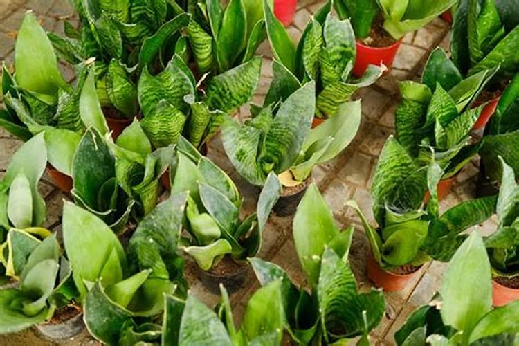 钾肥对植物的作用