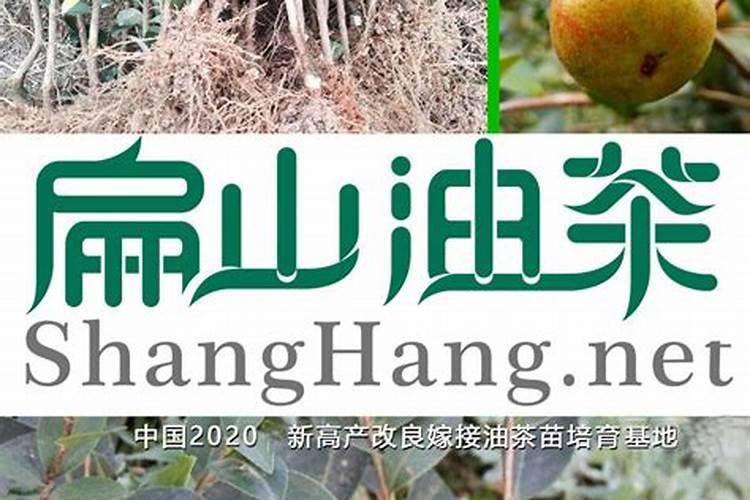 油茶施什么肥最好