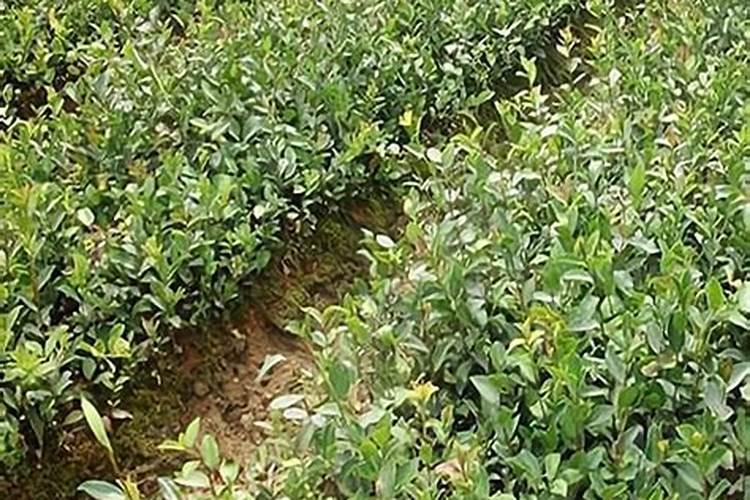 油茶树什么时候施肥 请认真阅读下文