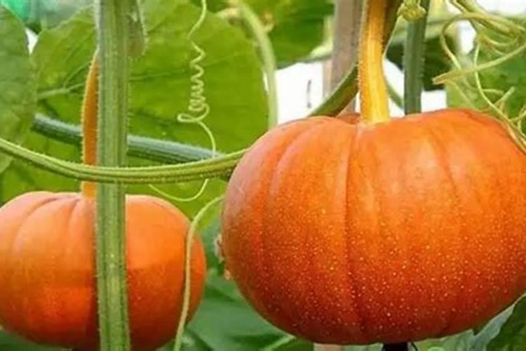 桂花树专用肥有哪些