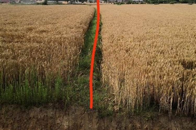 桂花树专用肥有哪些 施肥注意事项