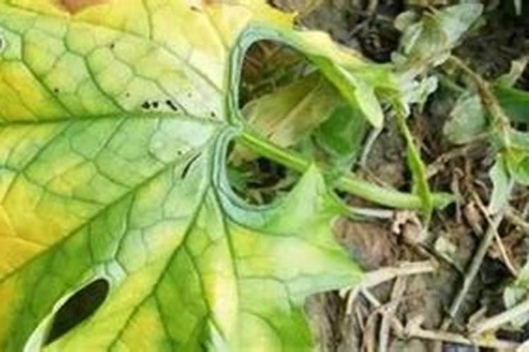 多肉冬天怎么养才能安全过冬