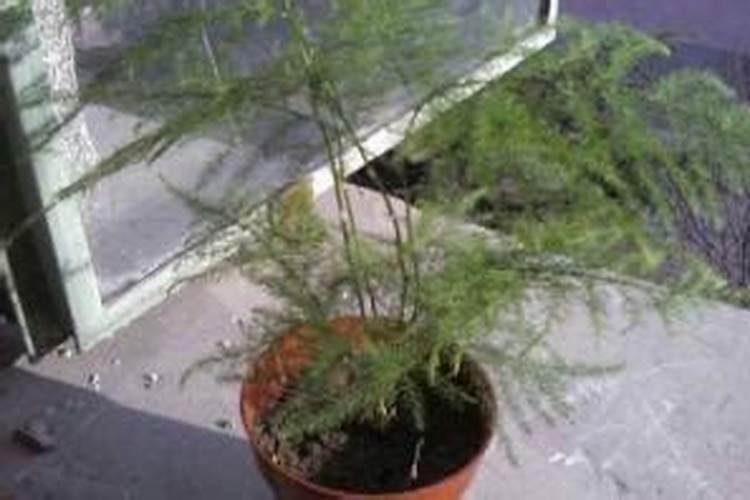 菊花什么时候施肥