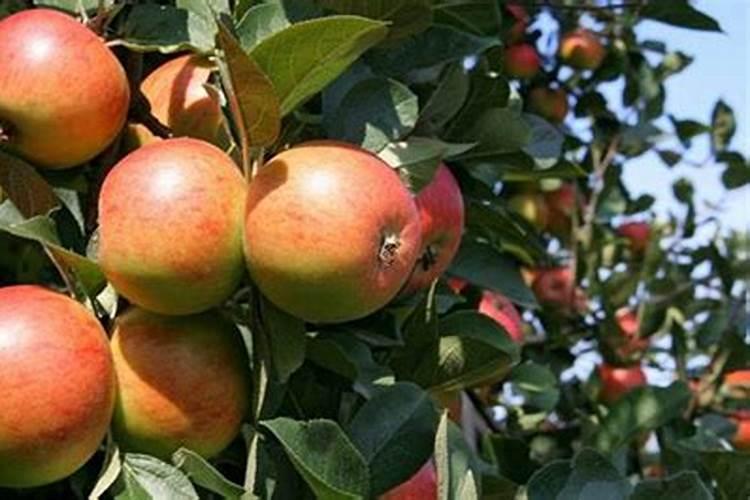 尿素肥料的作用与功效