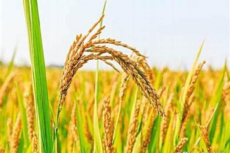 谷子能不能打芸苔素？