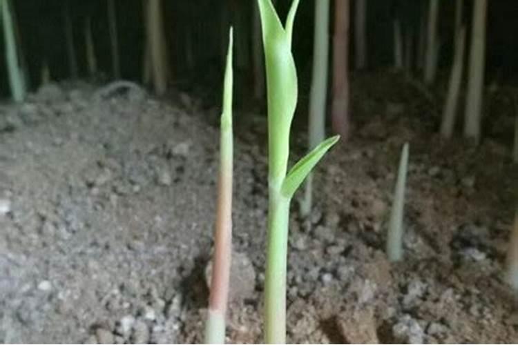 大姜三股叉时期营养管理技术要点