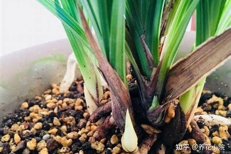 月季花移盆后马上可以浇水吗 换盆方法是什么