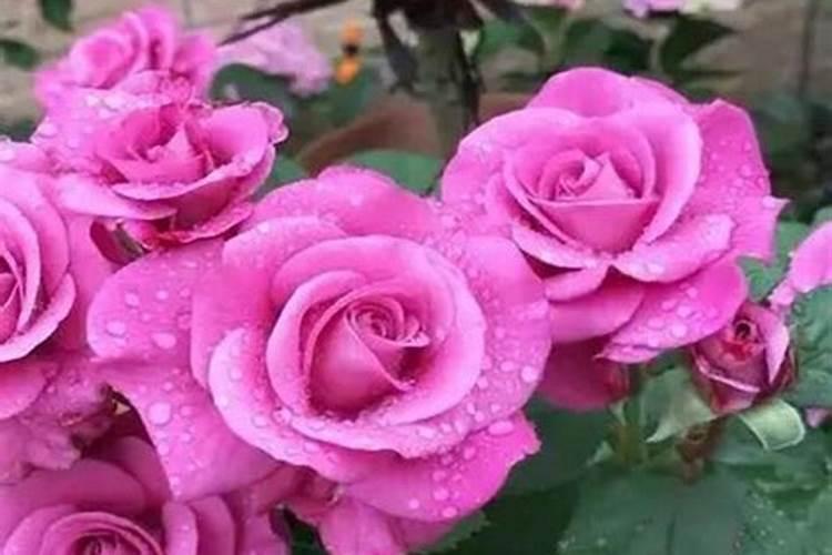 辣椒种子育苗的时候需要多久水一次水？