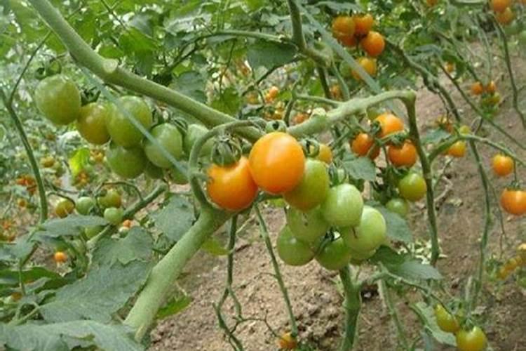 伴100斤玉米种需要芸苔素内酯多少毫升？