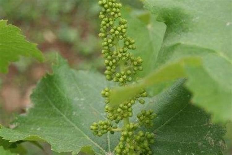 葡萄萌芽期施什么肥