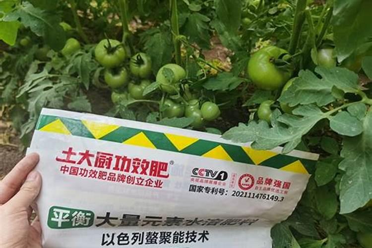 大棚西红柿怎么浇水和冲肥法