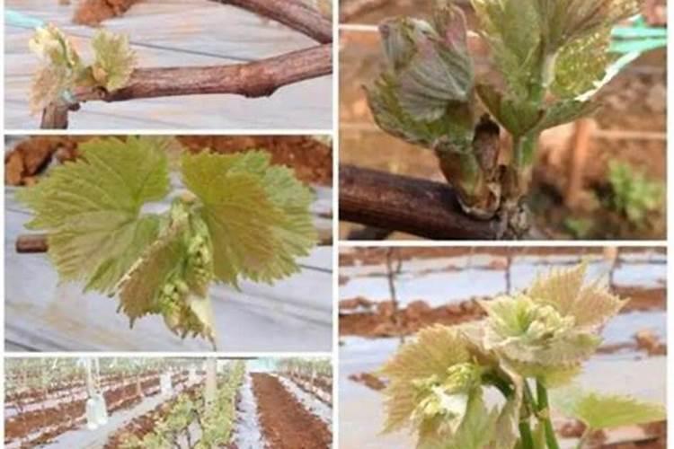 葡萄萌芽期施什么肥