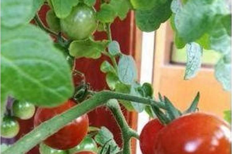 西红柿开花结果期怎么施肥和管理