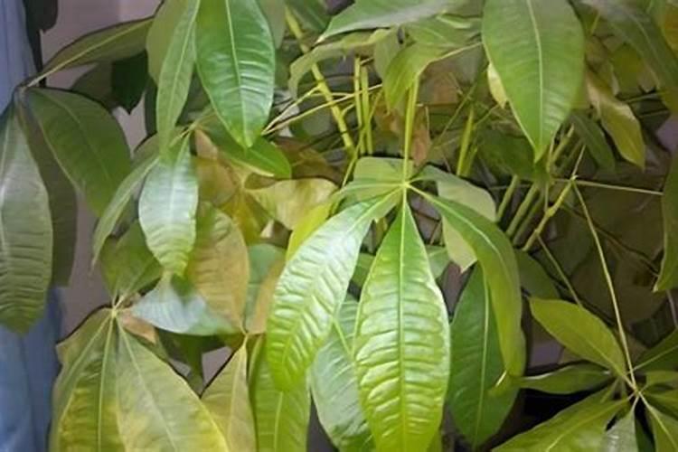 鲜切花百合的养护方法