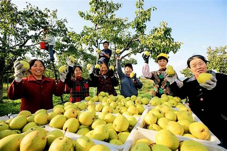 硫酸钾复合肥有什么用