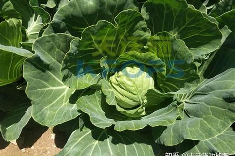 白菜浇什么肥料长得快
