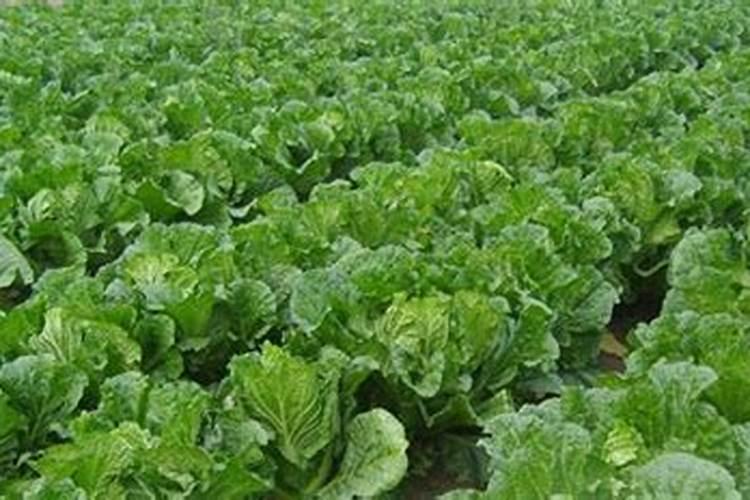 白菜叶面肥的使用方法