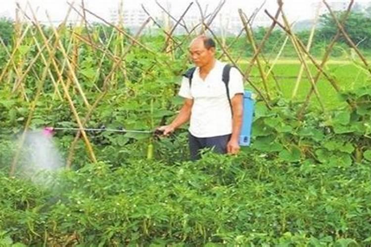 辣椒微肥如何施用效果好？(如何给辣椒施复合肥)