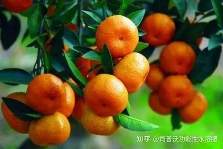 柑桔钾肥最佳时间是什么时候