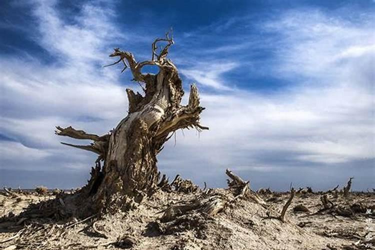 玉米出苗期 玉米如何管理水肥