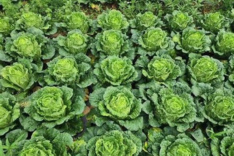 如何让三角梅快速生根