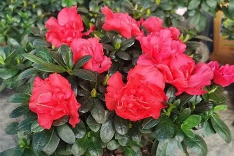 茉莉花黄叶还能恢复吗