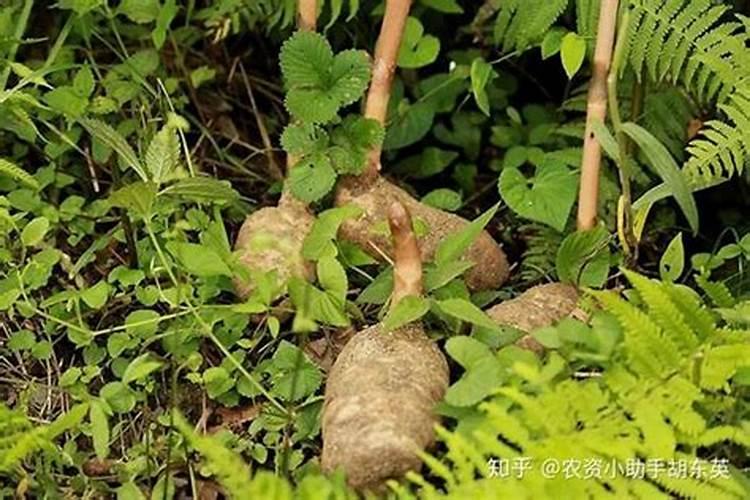 莴笋生长时可以剥叶子吗