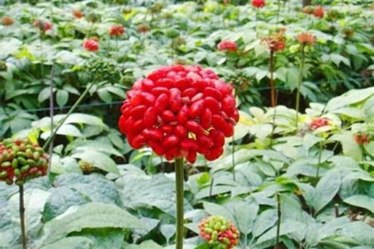 玉米化控后多少天恢复生长