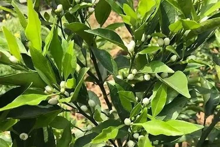 简述柑橘的施肥时期和施肥方法