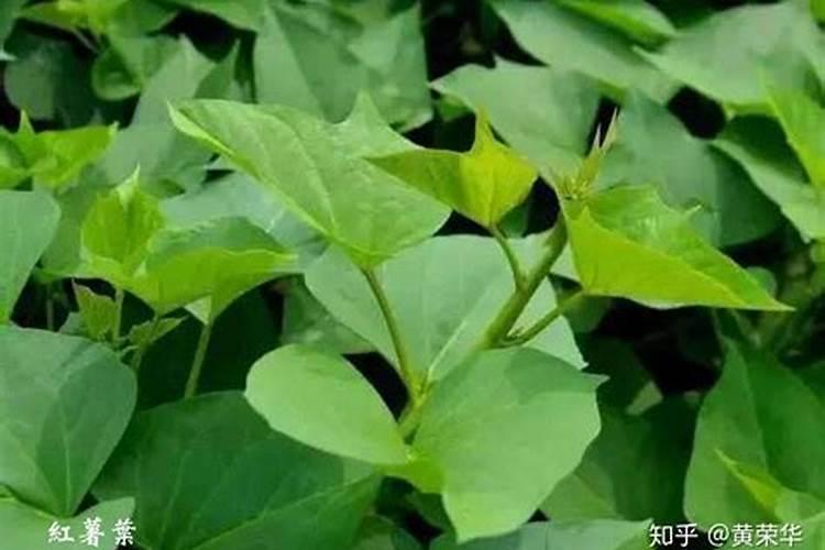 红薯叶是优质的绿叶蔬菜,那么怎样施肥才能产量高？