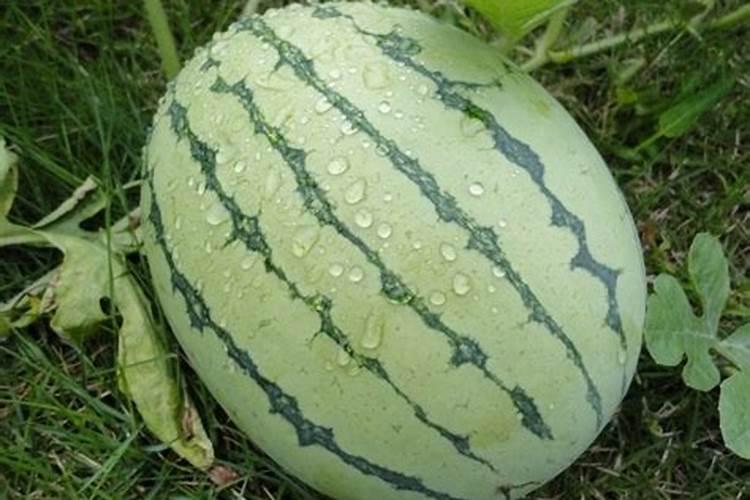 西瓜坐果后如何施肥