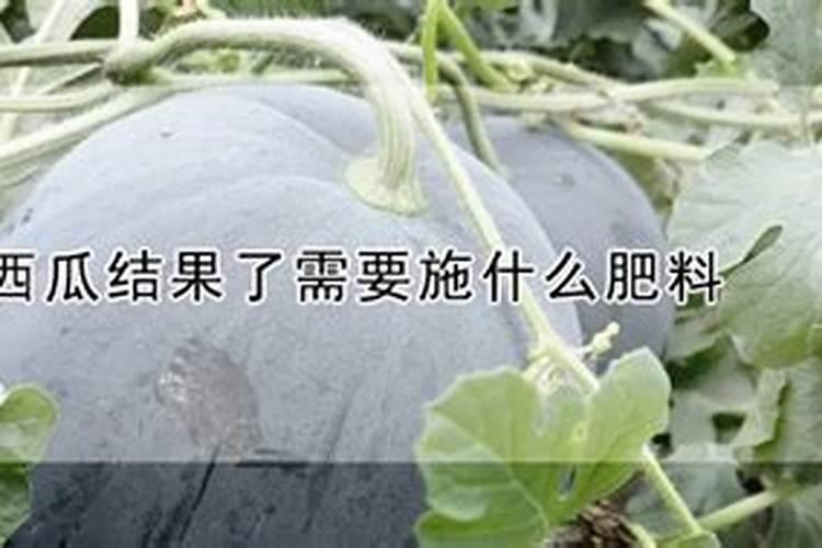 西瓜挂果后施什么肥,挂果后怎么浇水
