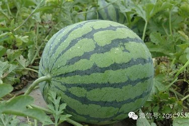 硼肥对西瓜苗能用么？