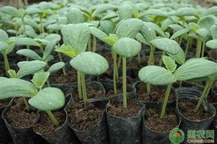 西瓜膨大期可以冲施3个15芭田布衣皇后吗