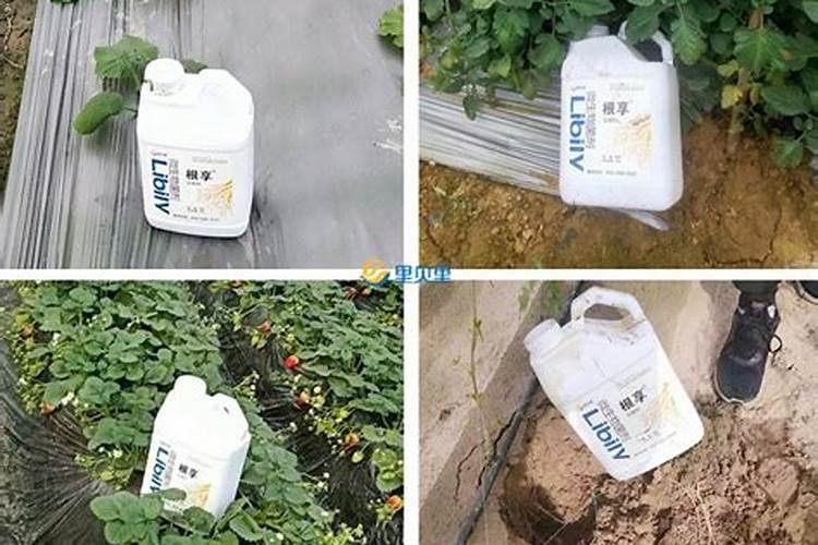 自制生根剂的最好方法