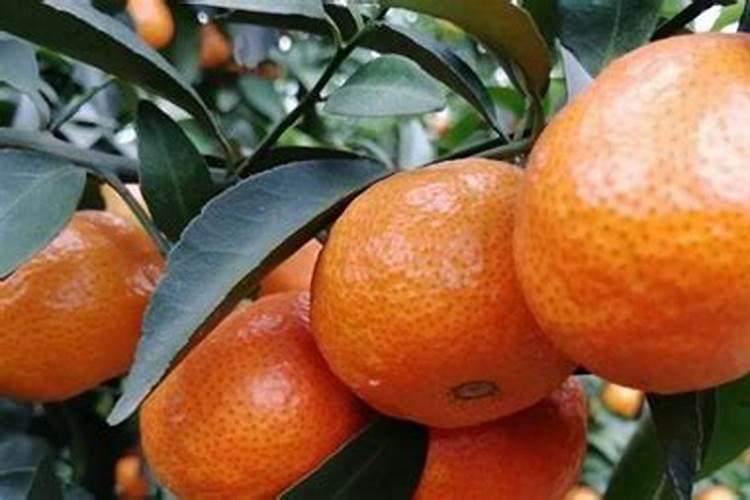 硼肥是什么肥料怎样使用