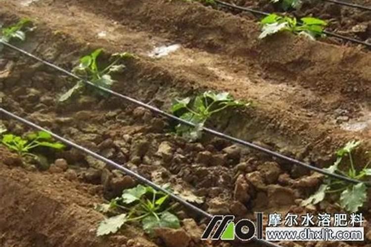 水溶性肥料市场研究报告