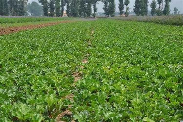 沙参的种植时间和方法