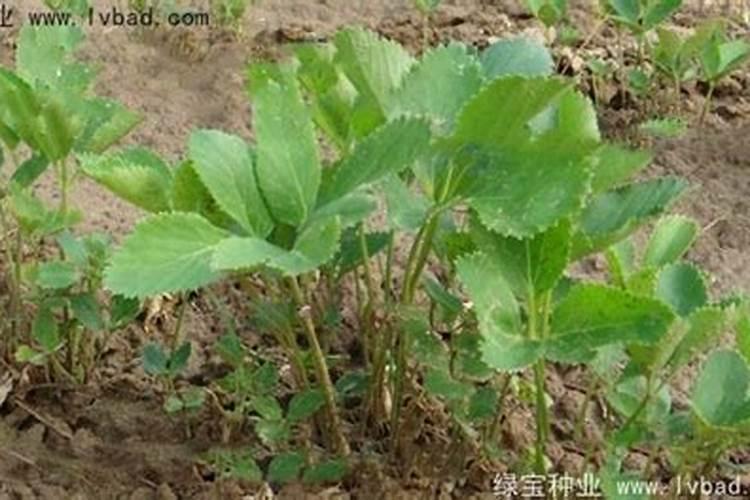 川明参种植技术要点